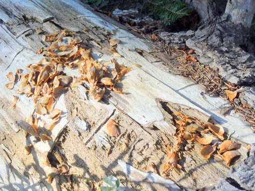 This was not a fungus but the remains of a pine cone after a squirrel.